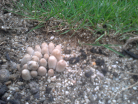 ハナミズキのうどんこ病のその後について 植木屋さんに3ｍあるハ Yahoo 知恵袋