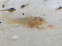 青コリドラスがたくさん卵を産んで 親と離して別水槽で孵化したの Yahoo 知恵袋