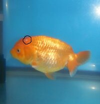 金魚ランチュウ２歳15cm雌頭ににきびのような白い点 直径1mmくらい Yahoo 知恵袋