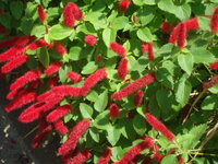 この赤いもじゃもじゃした花は トウダイグサ科のキャッツテ Yahoo 知恵袋