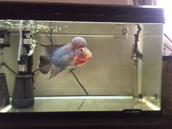 90ガラス水槽‼️60ガラス水槽セット‼️フラワーホーン付き