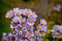 シオンの花を英語でいうと なんと言うんですか Aster Yahoo 知恵袋