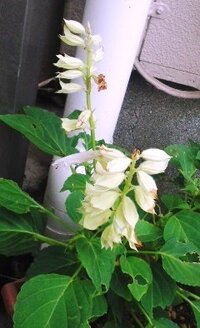 植木鉢のこの白い花はサルビアでしょうか サルビアです コッキネア Yahoo 知恵袋
