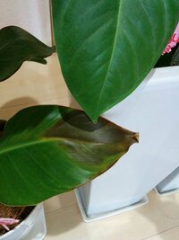 オーガスタが茶色になり枯れて いるような どうしたら復活させられるか Yahoo 知恵袋