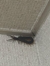 この虫今日見つけてずっと動かないんですけどなんて言う虫か分かりま