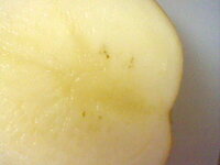 ジャガイモを切っていたら中の中心部に小さい茶色の点々があります Yahoo 知恵袋