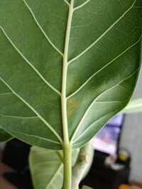 ゴムの木病気 虫 ベルガルゴムの木の 葉のうらに黄色い茶色いﾌﾞﾂﾌﾞﾂ Yahoo 知恵袋