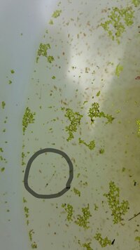 池にミジンコ採取しに行ったらこんなの採れたのですが何か分かりますか 白い Yahoo 知恵袋