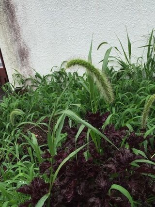 画像をダウンロード 猫じゃらし 花粉 ヤトモウォール