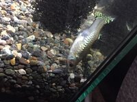 今妊娠５ヶ月に入ったとこなんですが ネギトロ丼を食べたいのですが食べても Yahoo 知恵袋