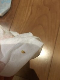 たまにベッドに写真にある白ごまのようなものが落ちています ネットで Yahoo 知恵袋