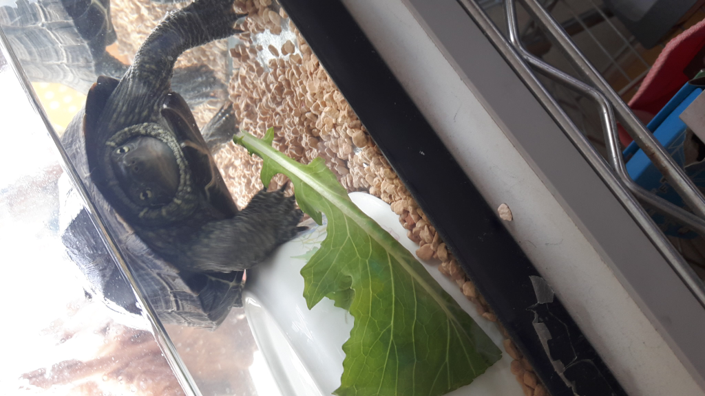 タライジャンボ？でカメを飼っている人に質問です。クサガメを買って 