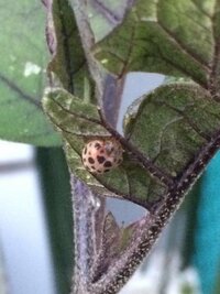 パセリについた幼虫 これなんの幼虫ですか パセリにたくさん幼虫 Yahoo 知恵袋