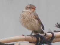 今日黒い鳥で ギョエーとかキュエーみたいな感じの鳴き声の鳥を見ました10匹位 Yahoo 知恵袋