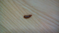 家に虫が よく家に毛虫見たいな小さい虫が家に現れます 気持ち悪いし 脱皮 Yahoo 知恵袋