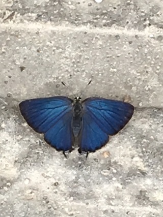 青い蝶がいましたが 何という名前の蝶なのかわかりません D Yahoo 知恵袋