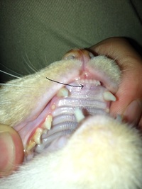 今日猫の歯を見ていたら門歯の後ろに白いものを発見しました これ Yahoo 知恵袋