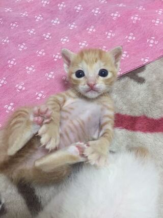 子猫の離乳食について質問です 生後3週間の子猫なんですが どのくらい Yahoo 知恵袋