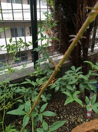 庭のモッコウバラに1本だけ違う感じの茎が伸びているのですが これもモッコ Yahoo 知恵袋