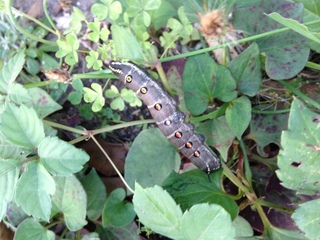 この幼虫は 蝶ですか 蛾ですか グレーに オレンジの模様です セス Yahoo 知恵袋