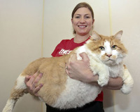 この女性が抱いてるような巨大猫メインクーンは日本でもかえますか 飼 Yahoo 知恵袋