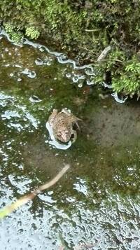 家の周りに田んぼがある方にお聞きします 夜のカエルの鳴き声 気にならないです Yahoo 知恵袋
