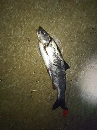 先日の夜釣りで アナゴ狙いのサンマの切身にかかった魚です 上顎が下顎より Yahoo 知恵袋