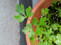 イタリアンパセリの花が咲きそうです それもたくさん蕾があります Yahoo 知恵袋