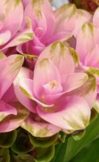 これは蘭の種類でしょうか 名前が知りたいのですが わかる方いらしたら教 Yahoo 知恵袋