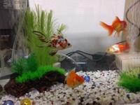 ピンポンパールを飼い始めたばかりの金魚飼育初心者です 今朝 水槽の中を見てみる Yahoo 知恵袋