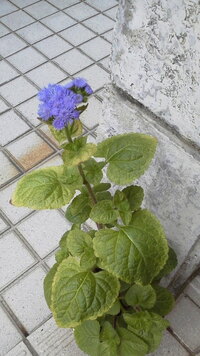 この紫の花の名前を教えてください 葉はしっかりしていて花はふわふわ 写真 Yahoo 知恵袋