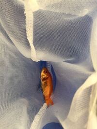 金魚が5匹いるのですがその1匹がお腹 が黒くなってきました 病気でしょう Yahoo 知恵袋