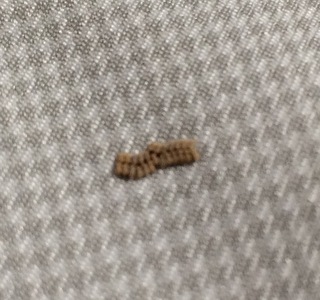 洗濯物に着いている茶色い物体はなんでしょうか 乾燥していて はがすと粉状 Yahoo 知恵袋