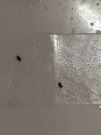 トイレの天井に小さな虫が出ます 教えて 住まいの先生 Yahoo 不動産