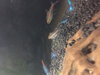 痒がるメダカの塩水浴について4日ほど前に買ってきたメダカが3匹中2匹 Yahoo 知恵袋
