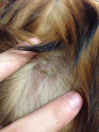 閲覧注意 フケの画像があります 犬の皮膚病についてです 我が Yahoo 知恵袋
