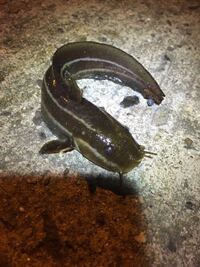 魚が跳ねていると釣れないって本当ですか そうだとしたらどうしてですか Yahoo 知恵袋