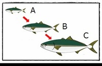 大喜利 次の出世魚の成長順の名称を述べよ ａ ｂ ｃ Yahoo 知恵袋