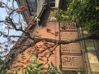 枯れてしまった桃の木を復活させることはできますか 祖母の家の庭 Yahoo 知恵袋
