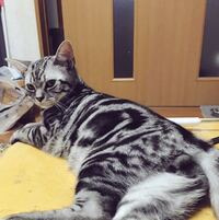 猫の6ヶ月の時の体重って大体何キロぐらいあるんでしょうか Yahoo 知恵袋