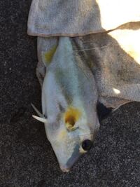 神奈川県の堤防でカワハギが良く釣れる場所があったら教えて下さい Yahoo 知恵袋