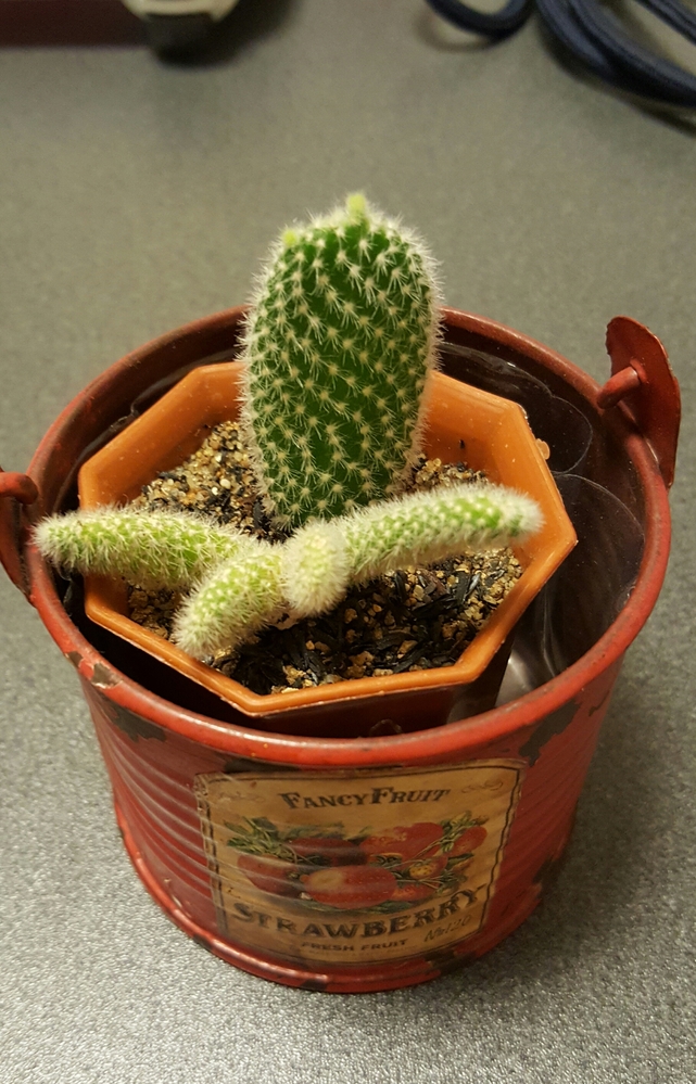 サボテンが黄緑色になってしまいました。画像手前(頭が四つに別れ