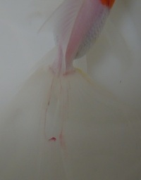 金魚が金魚をつつく行為の意味があれば教えて下さい 繁 Yahoo 知恵袋