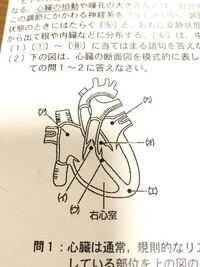 アリの体の中は断面図で見てみるとどうなっているんですか 心臓とかは Yahoo 知恵袋