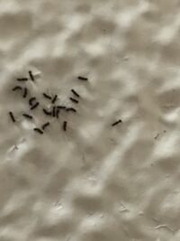 お風呂場にものすごい小さい虫がついていて 教えて 住まいの先生 Yahoo 不動産