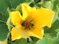 カボチャの花の中にいるこの虫は蜂の様ですが なんと言う虫か教えて下さい Yahoo 知恵袋