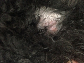 写真有り 犬の脇虫刺され 皮膚の病気 同じような症状をされた方詳しい方ア Yahoo 知恵袋
