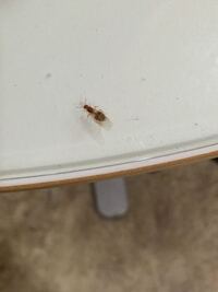 この虫なんですか 羽を含めて全長1cmぐらいで 茶色で 腹部が茶色と黒の Yahoo 知恵袋