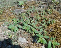 人の名前 ニキとはどういう意味の言葉ですか アニキ ニキ2ちゃ Yahoo 知恵袋