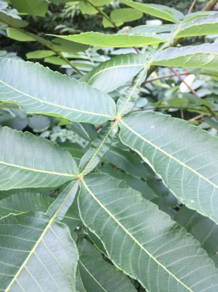 この葉っぱはなんの植物ですか？ - 茎？の所も葉っぱみたいになって